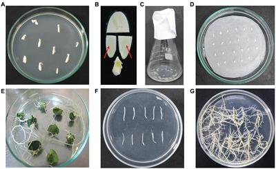 An Efficient Hairy Root System for Validation of Plant Transformation Vector and CRISPR/Cas Construct Activities in Cucumber (Cucumis sativus L.)